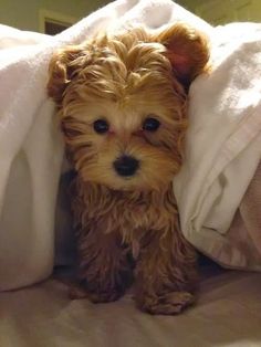 a small brown dog sitting under a blanket on top of a bed covered in white blankets