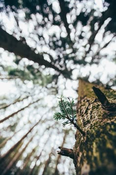 a small tree growing out of the bark of a large tree