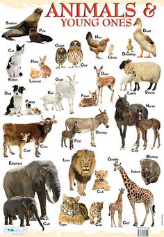 animals and their names are shown in this poster