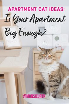 a cat sitting on top of a white chair