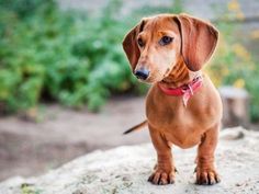 a small brown dog standing on top of a rock