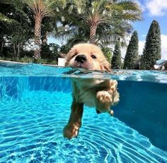 a dog is swimming in the pool with his head above the water's surface