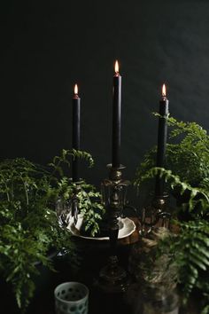 three candles are lit on a table with ferns and other greenery in the background