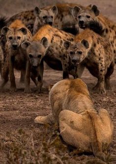 a group of hyenas standing and sitting in the dirt with one laying down