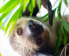 a brown and white sloth hanging upside down in a tree with its head resting on the branch