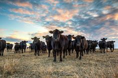 a herd of cattle standing on top of a dry grass field under a cloudy sky