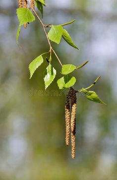 leaves and seed pods hanging from a tree branch