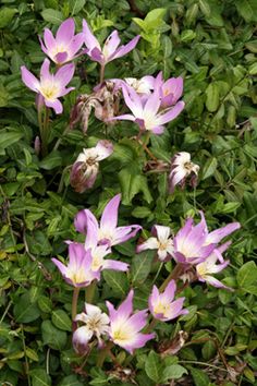 purple flowers are blooming in the grass