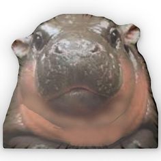 a close up of a hippopotamus looking at the camera