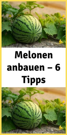 melonn on the ground with green leaves and yellow flowers in the background text reads melonn anbaeun - 6 tips