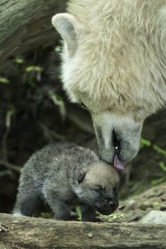 two baby animals standing next to each other on top of a tree branch in the woods