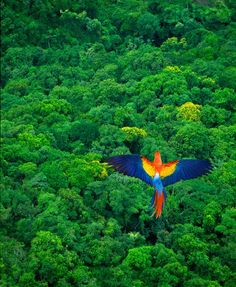 a colorful bird flying over a lush green forest filled with trees and bushes in the jungle