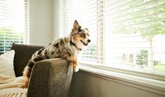 a dog sitting on the arm of a couch looking out a window with blinds covering it