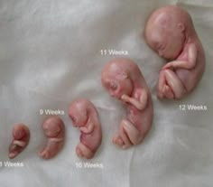 the baby's head and body are shown with different stages to be placed in it