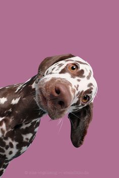 a brown and white dog with spots on it's face looking at the camera