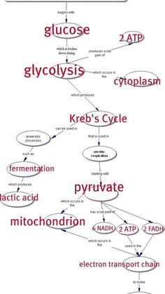 a diagram showing the structure of cellular respiraton and how to use it