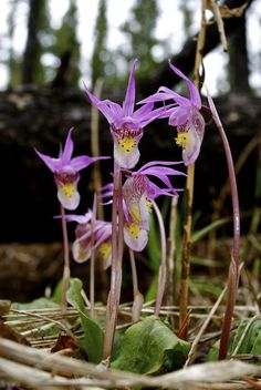 some purple flowers are growing in the woods