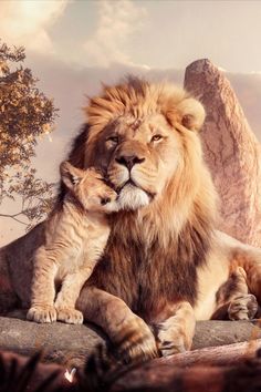 an image of a lion and its cub sitting on rocks in front of the mountains