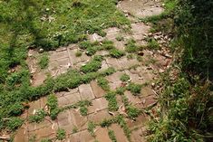 an old brick walkway with vines growing on it and grass growing all over the path