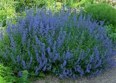 blue flowers growing in the middle of a gravel road next to green bushes and shrubbery