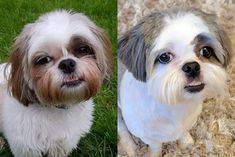 two small white and brown dogs sitting on top of a green grass covered field next to each other