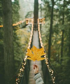 a person holding up a leaf in the middle of a walkway with lights on both sides