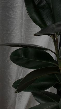 a plant with green leaves in front of a white curtain