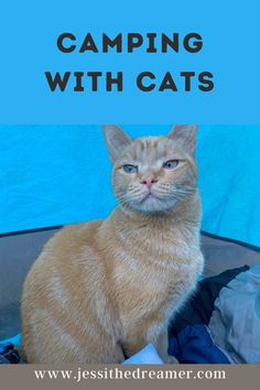 Camping with cats tips