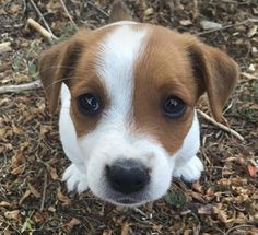 a small brown and white dog laying on top of dry grass next to a pile of leaves