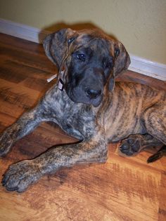 a large brown dog laying on top of a hard wood floor next to a wall