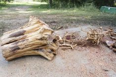 a piece of drift wood sitting on top of a sandy ground next to a forest