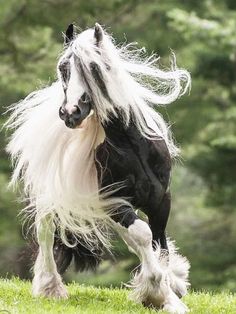 a black and white horse with long hair running through the grass in front of trees