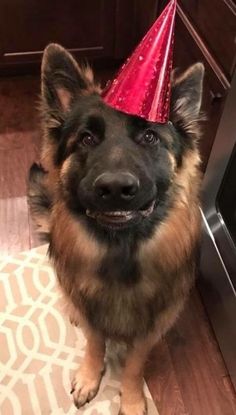 a dog wearing a party hat sitting in front of an oven