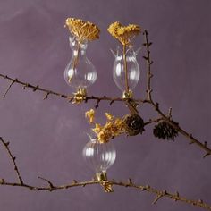 three clear vases filled with dried flowers on a branch