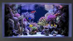 an aquarium filled with lots of different types of corals and other colorful fish in it