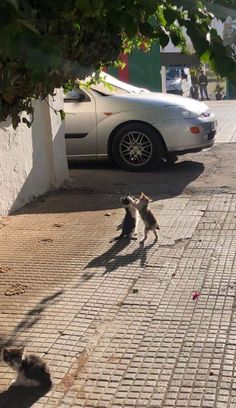 two cats playing with each other on the sidewalk in front of a car and another cat