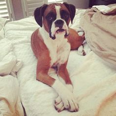 a brown and white dog laying on top of a bed