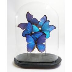 three blue butterflies in a glass dome on a black base with metal pins sticking out of it