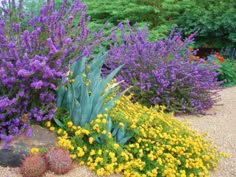 a garden with purple and yellow flowers next to rocks in the middle of gravel ground