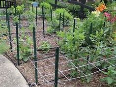 an outdoor garden with many plants growing in it