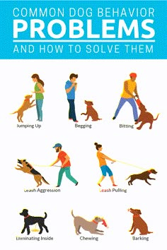 the common dog behavior problems and how to solve them info sheet for dogs in training