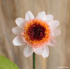 a white and orange flower sitting on top of a green leafy plant next to a wooden fence