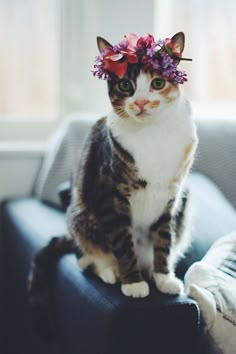 a cat sitting on top of a couch wearing a flower crown