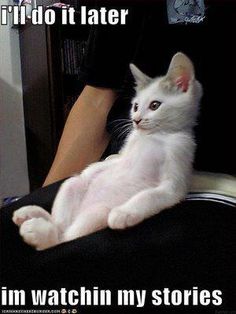 a white cat sitting on top of a black chair next to a persons arm and the caption i'd do it later in watch my stories