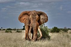 an elephant standing in the middle of a field