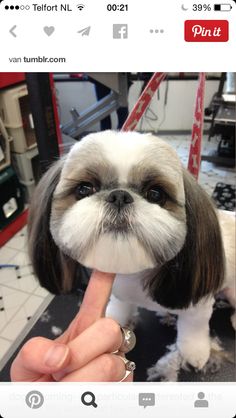 a small white and brown dog sticking its tongue out while being held by someone's hand