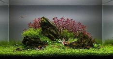 an aquarium filled with lots of green plants and red algae growing on top of it