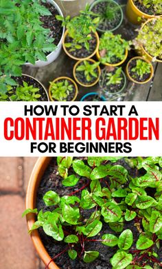 Enhance your backyard garden or patio with DIY container garden ideas and tips. Learn how to grow flowers, herbs, or vegetables with container gardening design using pots, raised planters, and vertical planters for winter, spring, summer, and fall. #gardeningforbeginners #homegarden #smallgarden Gardening For Beginners, Container Gardening