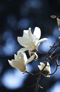 a white flower on a tree branch with a quote in spanish above it that says, disse a amenodera