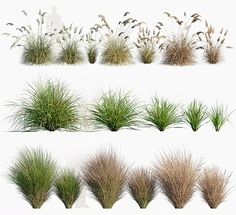 the grass is growing in different stages and sizes